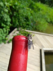 Tabanus trimaculatus