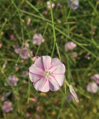 Convolvulus dorycnium