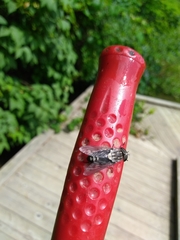 Tabanus trimaculatus