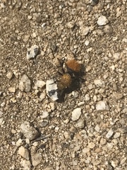 Dasymutilla californica