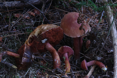 Chalciporus rubinellus