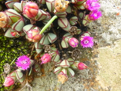 Antimima granitica