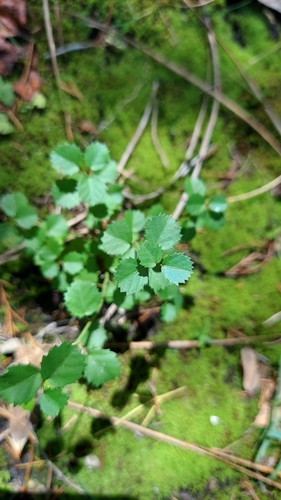 Image of Ayenia euphrasiifolia by (c) Athena Philips, some rights reserved (CC BY)