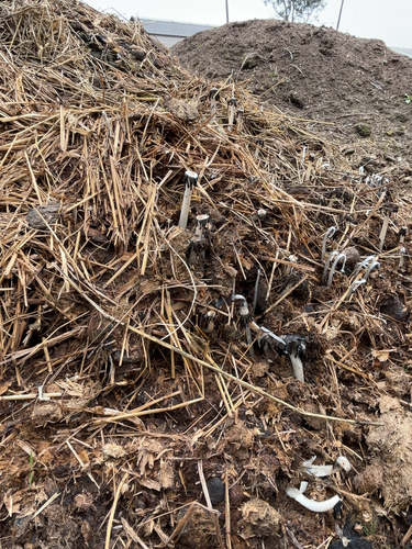 iNaturalist observation photo of hare's foot inkcap