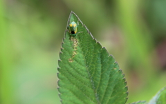 Diabrotica scutellata