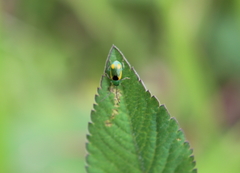 Diabrotica scutellata