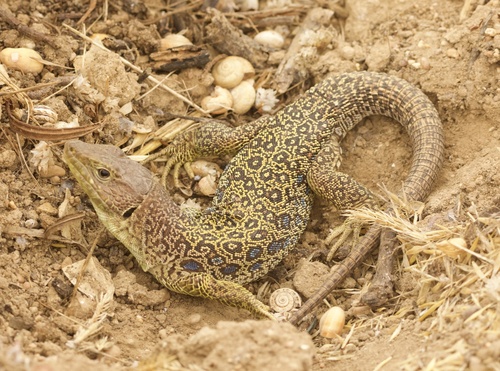 Jewelled lizard