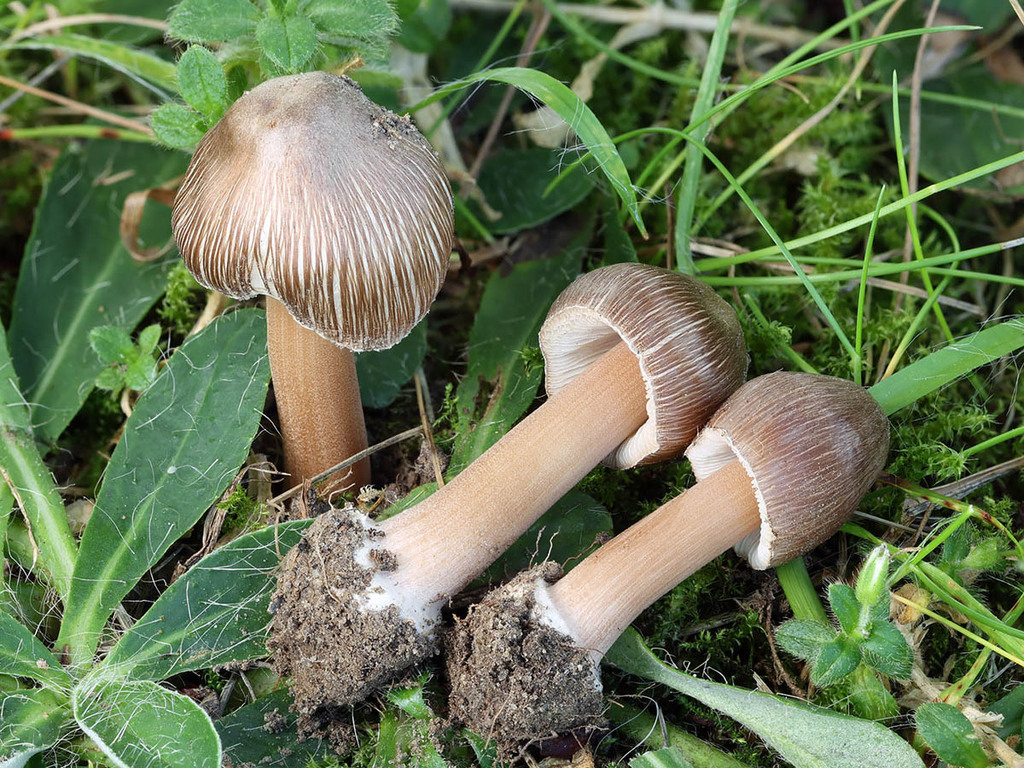 Inocybe