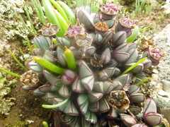 Antimima granitica