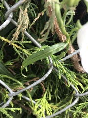 Campanula persicifolia