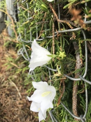 Campanula persicifolia