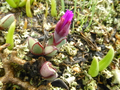 Antimima granitica