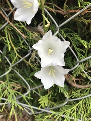 Campanula persicifolia