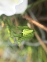 Campanula persicifolia