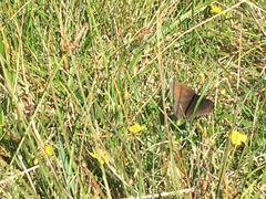 Erebia epiphron