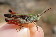 Stenobothrus festivus