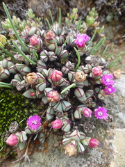 Antimima granitica