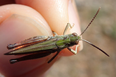 Stenobothrus festivus