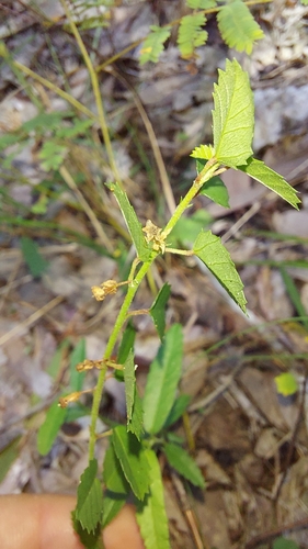 Image of Eyebright Ayenia (Ayenia euphrasiifolia) by (c) Athena Philips, some rights reserved (CC BY)