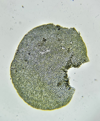 Image of Nardia compressa by (c) Helen Waterman, some rights reserved (CC BY)