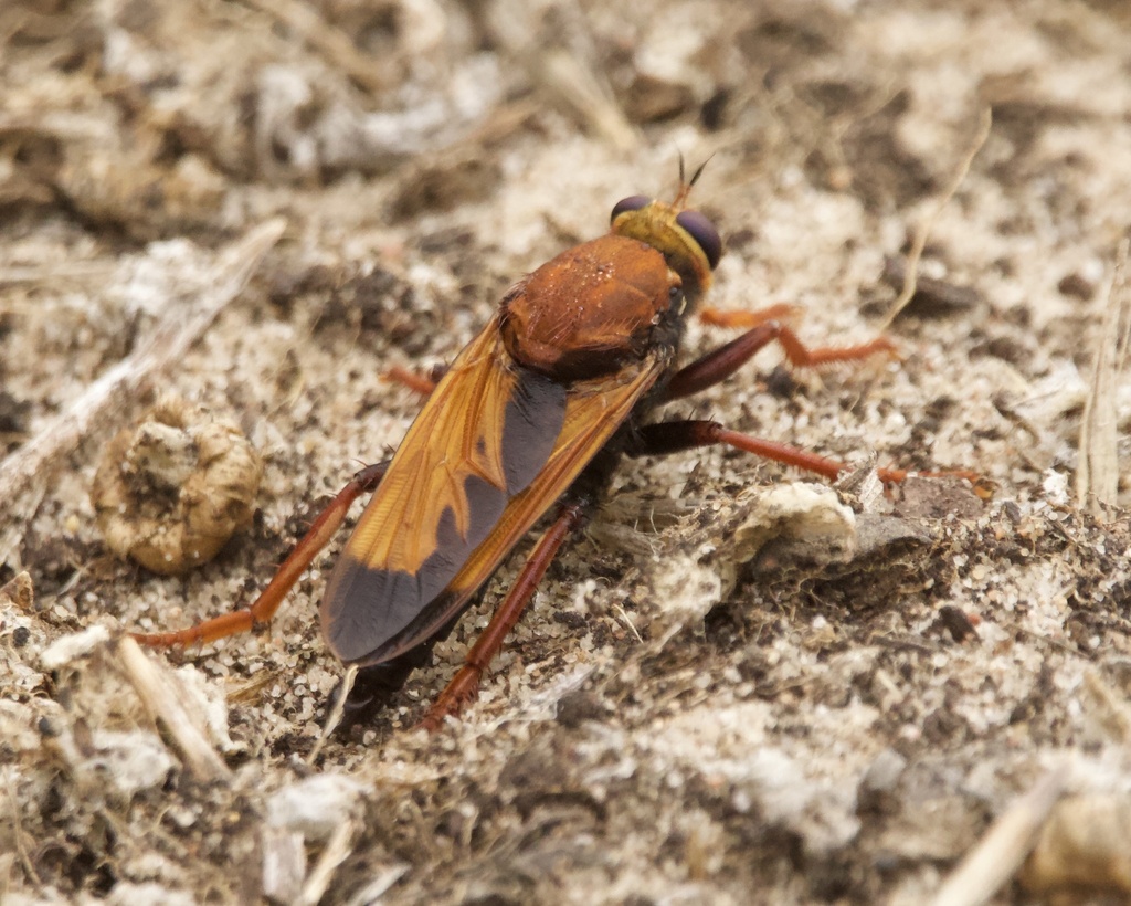 Asilus barbarus