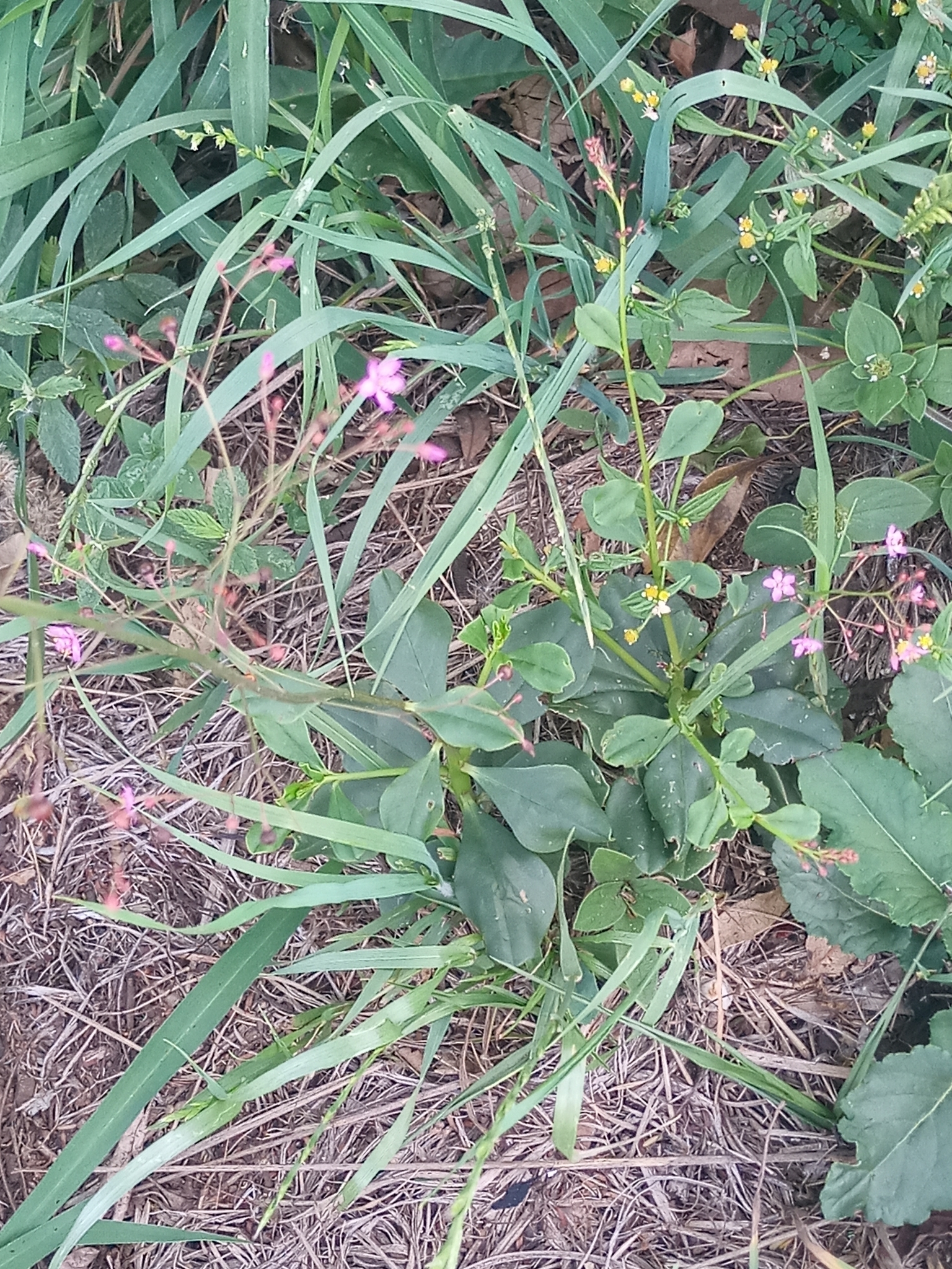 Talinum paniculatum