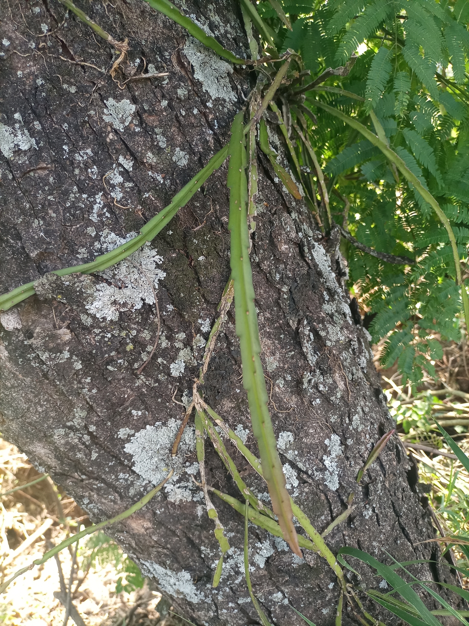 Lepismium cruciforme
