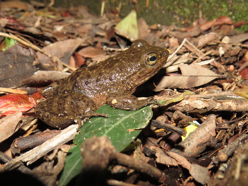 Megaelosia goeldii