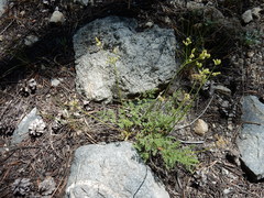 Cymopterus terebinthinus