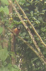 Saguinus tripartitus