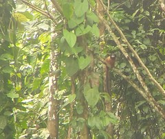 Saguinus tripartitus