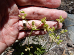 Cymopterus terebinthinus
