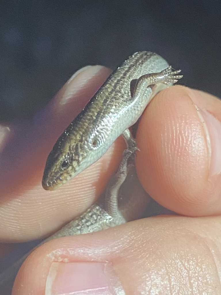 Chalcides bedriagai cobosi