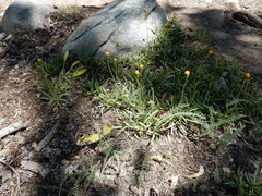 Raillardella scaposa