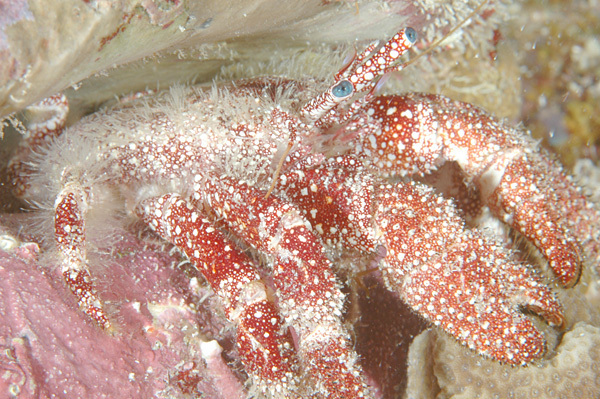 White Speckled Hermit