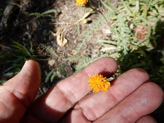 Raillardella scaposa