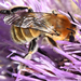 Anthophora occidentalis - Photo (c) Steven Mlodinow, some rights reserved (CC BY-NC), uploaded by Steven Mlodinow