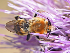 Anthophora occidentalis