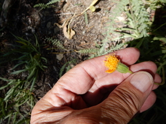 Raillardella scaposa