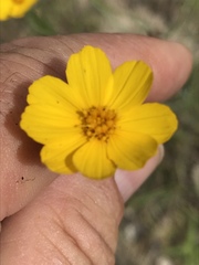 Thelesperma simplicifolium