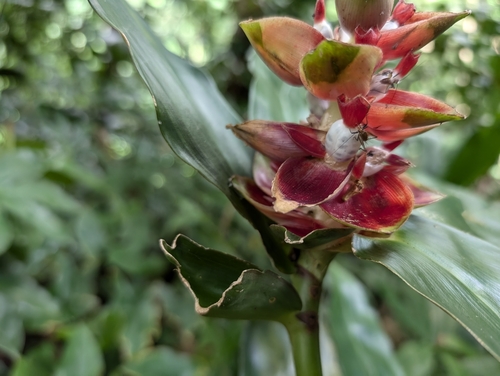 Image of Costus pulverulentus by (c) Jason Schock, some rights reserved (CC BY)