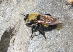 Laphria posticata
