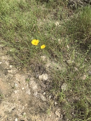 Thelesperma simplicifolium