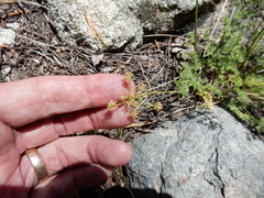 Cymopterus terebinthinus