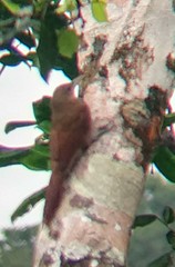 Dendrexetastes rufigula