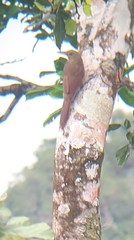 Dendrexetastes rufigula