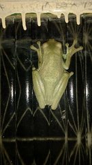 Itapotihyla langsdorffii