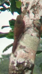 Dendrexetastes rufigula