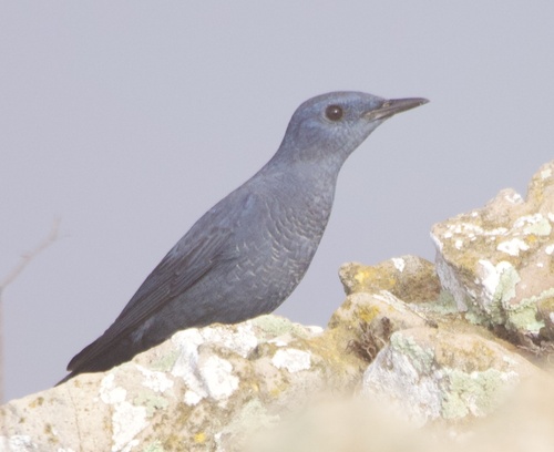 Roquero solitario (Monticola solitarius)