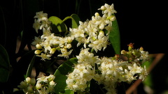 Rourea doniana